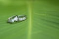 Silver Wedding Ring on a Leaf Background Royalty Free Stock Photo