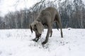 Silver weimaraner purebred male dog weimaraner dog laying down, Royalty Free Stock Photo