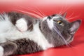 Silver-and-white cat playing on a red background Royalty Free Stock Photo