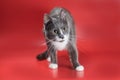 Silver-and-white cat stands tensely on a red background Royalty Free Stock Photo