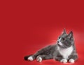 Silver-and-white cat lying on a red background Royalty Free Stock Photo