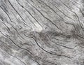 Silver wood background. Wooden texture close up photo. White old tree near the sea.