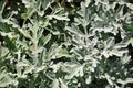 Silver wormwood (Artemisia stelleriana) Royalty Free Stock Photo