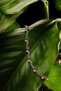 Silver wristband with diamonds laying on a green leaf