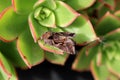 Silver Y moth (Autographa gamma) sitting on Aeonium Kiwi plant : (pix Sanjiv Shukla) Royalty Free Stock Photo