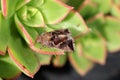 Silver Y moth (Autographa gamma) sitting on Aeonium Kiwi plant : (pix Sanjiv Shukla) Royalty Free Stock Photo