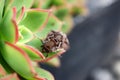 Silver Y moth (Autographa gamma) sitting on Aeonium Kiwi plant : (pix Sanjiv Shukla) Royalty Free Stock Photo