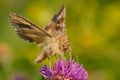 The Silver Y Autographa gamma