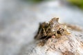 Silver Y Moth, Autographa gamma and Mite