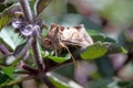 Silver Y moth, Autographa gamma Royalty Free Stock Photo