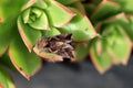 Silver Y moth (Autographa gamma) sitting on Aeonium Kiwi plant : (pix Sanjiv Shukla) Royalty Free Stock Photo