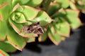 Silver Y moth (Autographa gamma) sitting on Aeonium Kiwi plant : (pix Sanjiv Shukla) Royalty Free Stock Photo