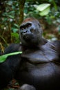 Silverback. Royalty Free Stock Photo