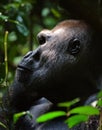 Silverback. Royalty Free Stock Photo