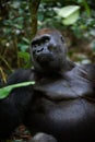Silverback. Royalty Free Stock Photo