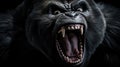 Silverback - adult male of a gorilla face. A gorilla appears to be angry, mouth open, yawning