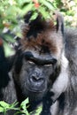 Silverback Gorilla Royalty Free Stock Photo