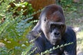 Silverback Gorilla