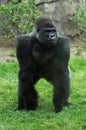 Silverback Gorilla