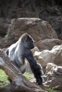Silverback Gorilla Royalty Free Stock Photo