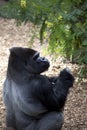 Silverback Gorilla Royalty Free Stock Photo