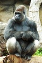 Silverback Gorilla