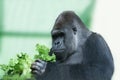 Silverback gorilla Royalty Free Stock Photo