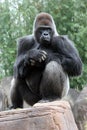 Silverback Gorilla