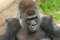 Silverback gorilla