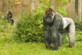Silverback gorilla Royalty Free Stock Photo