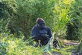 Silverback Gorilla