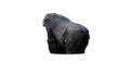 Silverback Gorilla (Gorilla beringei) Isolated on a White Background with Copy Text Space. Royalty Free Stock Photo