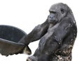 Silverback Gorilla (Gorilla beringei) Isolated on a White Background with Copy Text Space. Royalty Free Stock Photo