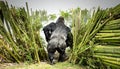 Silverback Gorilla Breaks Through a Dense Bamboo Forest Royalty Free Stock Photo