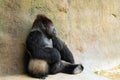 Silverback Gorilla in Charge Royalty Free Stock Photo