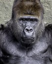 Silverback Gorilla