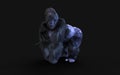 A silverback gorilla on dark background