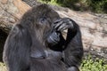 Silverback Gorilla In Deep Thoughts Royalty Free Stock Photo