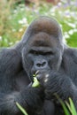 Silverback Gorilla eating