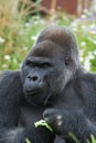 Silverback Gorilla eating Royalty Free Stock Photo