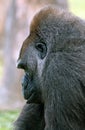Silverback Gorilla Royalty Free Stock Photo