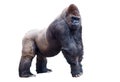 Silverback Gorilla isolated on white background Royalty Free Stock Photo