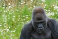 Silverback Gorilla looking sad Royalty Free Stock Photo