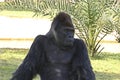 silverback gorilla male gets a portrait on a sunny day in the forest Royalty Free Stock Photo