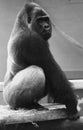 Silverback Gorilla Posing B/W Royalty Free Stock Photo