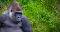 Gorilla relaxing in grass Royalty Free Stock Photo