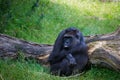 Gorilla relaxing in grass Royalty Free Stock Photo