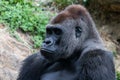 Silverback gorilla resting in the meadow Royalty Free Stock Photo