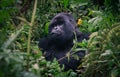 Silverback gorilla of Rwanda rainforest