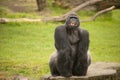 Silverback gorilla showing teath Royalty Free Stock Photo